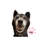 甲斐犬の魁（個別スタンプ：8）
