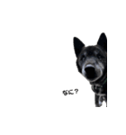 甲斐犬の魁（個別スタンプ：9）