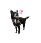 甲斐犬の魁（個別スタンプ：10）