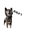 甲斐犬の魁（個別スタンプ：11）