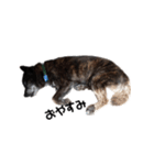 甲斐犬の魁（個別スタンプ：14）