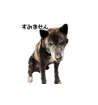 甲斐犬の魁（個別スタンプ：19）