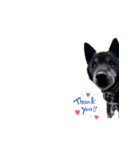 甲斐犬の魁（個別スタンプ：21）