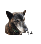 甲斐犬の魁（個別スタンプ：22）