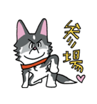 お茶目なハスキー（個別スタンプ：17）