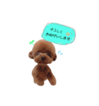 トイプードルのくま（個別スタンプ：3）
