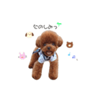 トイプードルのくま（個別スタンプ：11）