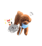 トイプードルのくま（個別スタンプ：18）