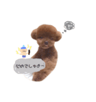 トイプードルのくま（個別スタンプ：20）