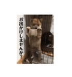 豆柴こたろうスタンプ6（個別スタンプ：15）