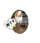 ぱぴよんさん4（個別スタンプ：3）