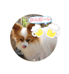 ぱぴよんさん4（個別スタンプ：5）