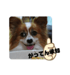 ぱぴよんさん4（個別スタンプ：7）