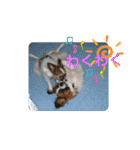 ぱぴよんさん4（個別スタンプ：13）
