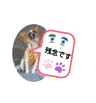 ぱぴよんさん4（個別スタンプ：23）