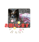 ぱぴよんさん4（個別スタンプ：29）