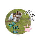 ぱぴよんさん4（個別スタンプ：30）
