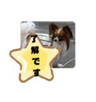 ぱぴよんさん4（個別スタンプ：33）