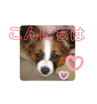 ぱぴよんさん4（個別スタンプ：35）