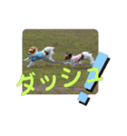 ぱぴよんさん4（個別スタンプ：36）
