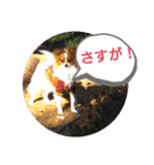 ぱぴよんさん4（個別スタンプ：37）
