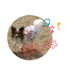 ぱぴよんさん4（個別スタンプ：38）