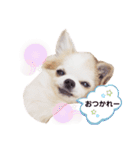 もんちゃんとゆかいな仲間たち（個別スタンプ：1）