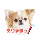 もんちゃんとゆかいな仲間たち（個別スタンプ：4）