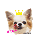 もんちゃんとゆかいな仲間たち（個別スタンプ：15）