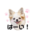 もんちゃんとゆかいな仲間たち（個別スタンプ：18）