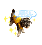仔犬のカールと仔犬のノア（個別スタンプ：2）