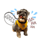 仔犬のカールと仔犬のノア（個別スタンプ：3）