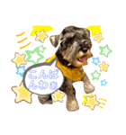 仔犬のカールと仔犬のノア（個別スタンプ：5）