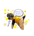仔犬のカールと仔犬のノア（個別スタンプ：6）