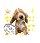 仔犬のカールと仔犬のノア（個別スタンプ：13）
