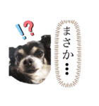 チワワのチコ 第3弾（個別スタンプ：3）