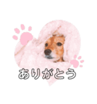 ふうちゃんスタンプ.（個別スタンプ：1）
