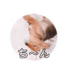 ふうちゃんスタンプ.（個別スタンプ：22）