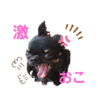 とらくまブラザーズ（個別スタンプ：10）