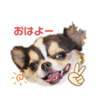 とらくまブラザーズ（個別スタンプ：17）