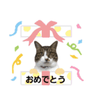 匠のネコ（個別スタンプ：3）