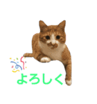 匠のネコ（個別スタンプ：5）