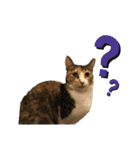 匠のネコ（個別スタンプ：9）