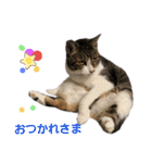 匠のネコ（個別スタンプ：11）