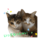匠のネコ（個別スタンプ：13）