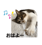 匠のネコ（個別スタンプ：14）