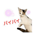 匠のネコ（個別スタンプ：17）