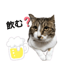 匠のネコ（個別スタンプ：18）