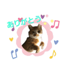 匠のネコ（個別スタンプ：24）