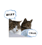 匠のネコ（個別スタンプ：27）